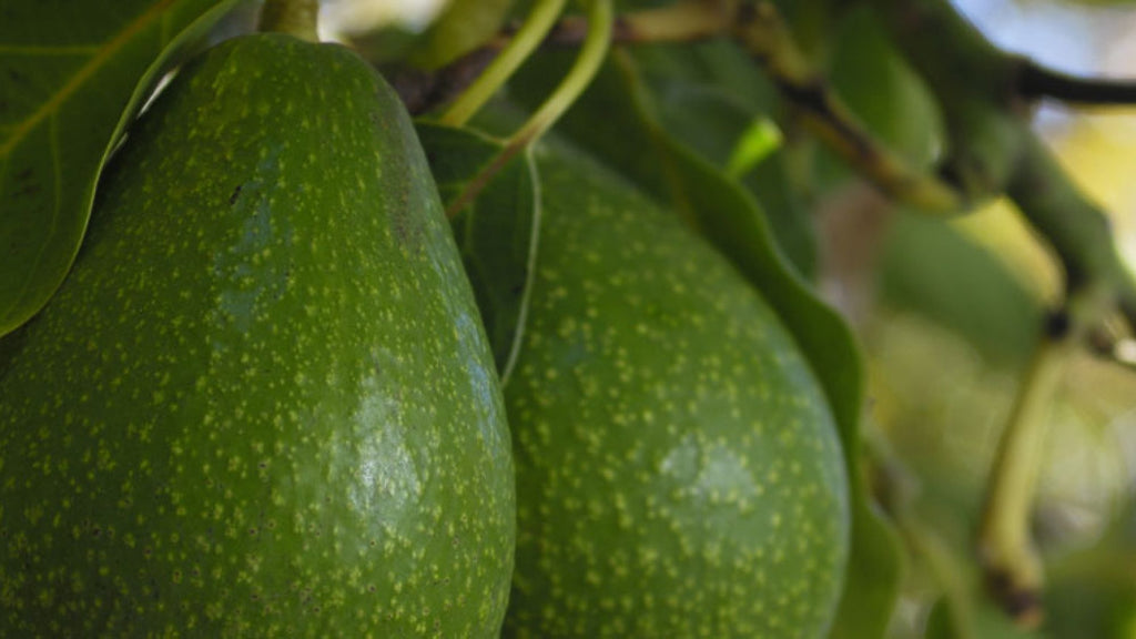 Avocados: Love at First Bite