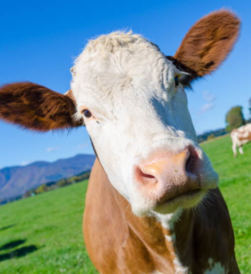 Grass-Fed Beef vs. Grain-Fed Beef: What's the Difference?